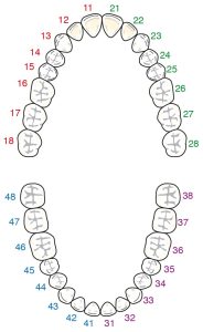 Figure 11. Tooth numbering system, abbreviations, and color codes for prosthesis components.The two-digit tooth numbering system of the Fédération Dentaire Internationale (FDI) is used: The first digit indicates the quadrant of the dental arch, The second digit indicates the specific tooth within that quadrant.