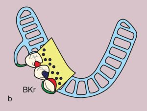 Case 11.40. b) Metal framework design.