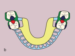 Figure 11.53. b) Metal framework design.